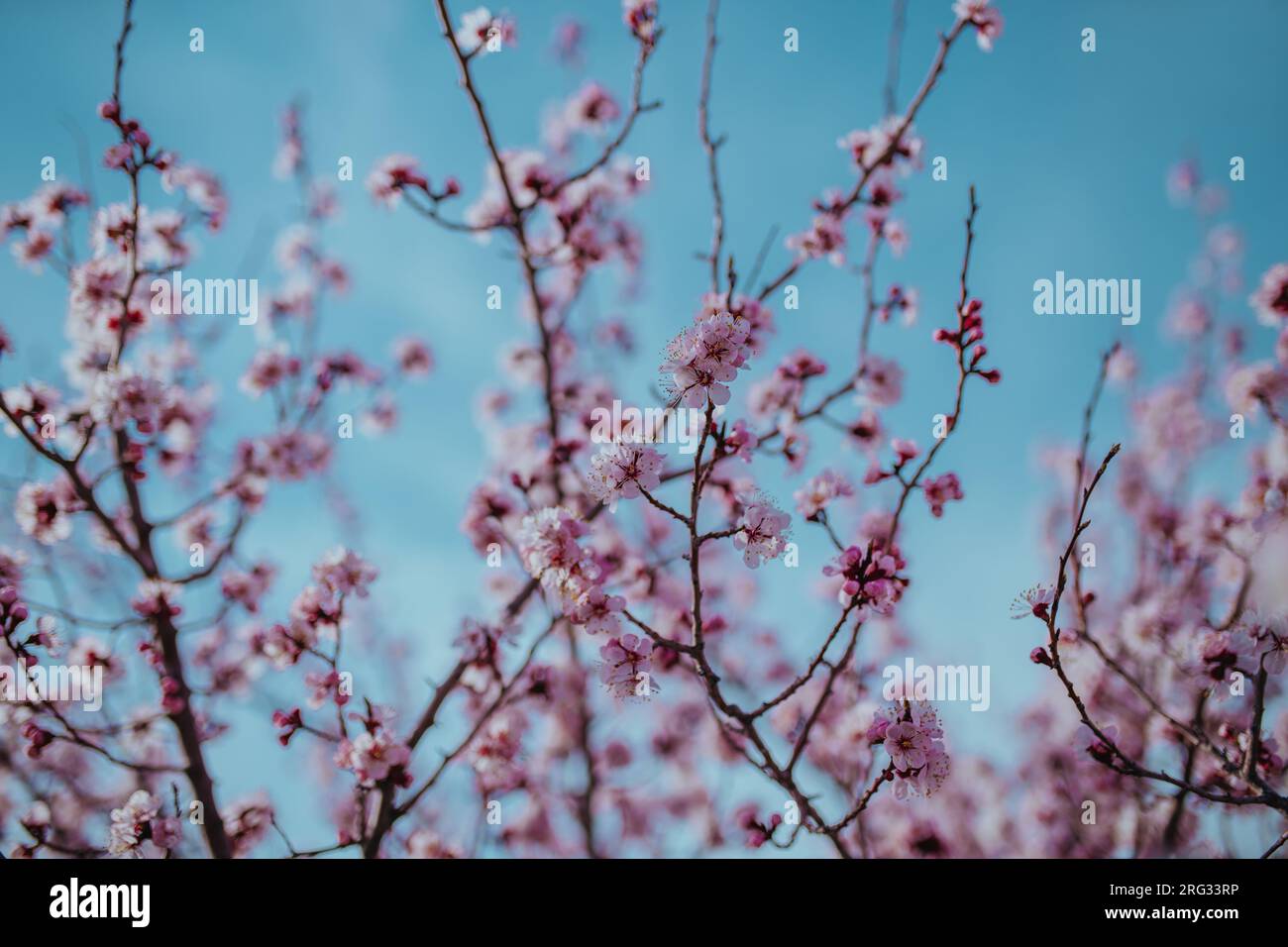 Branches of blossoming apricot tree on sky background Stock Photo