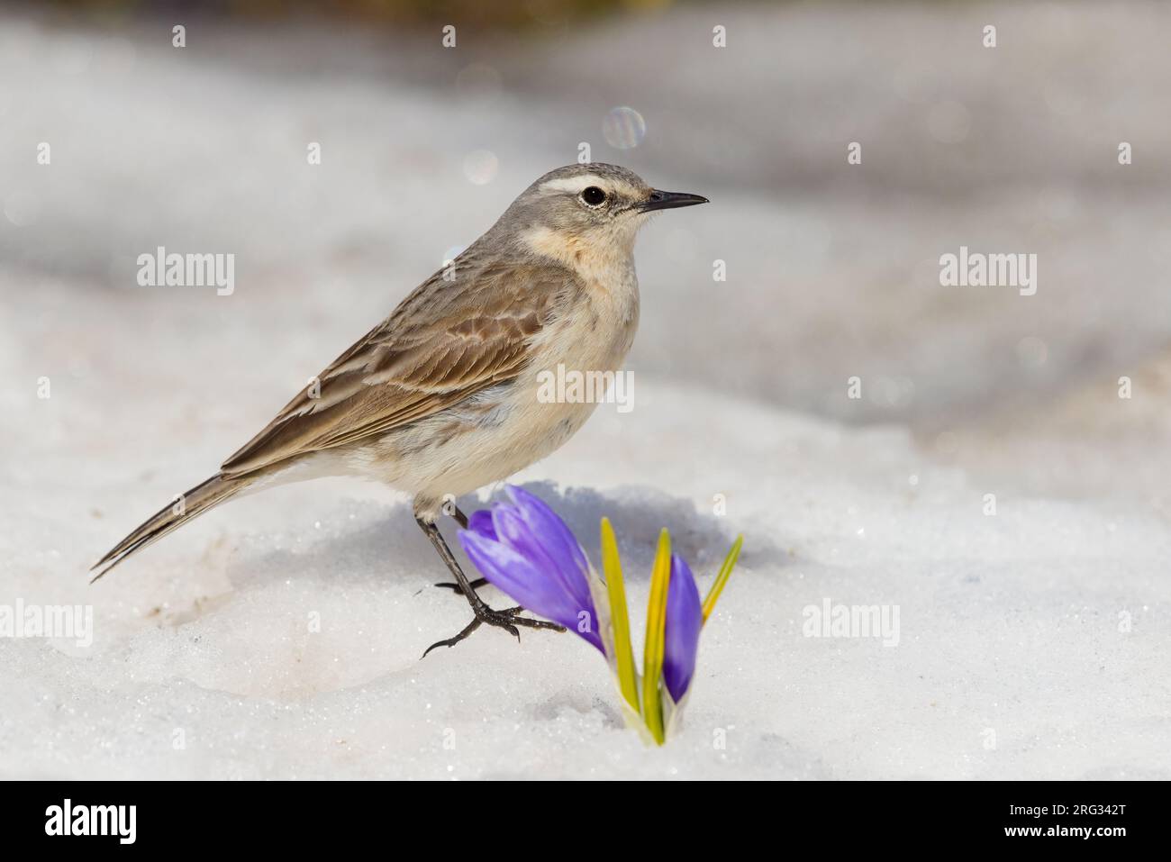 Water Pipit (Anthus spinoletta), side view of an adult standing on the snow close to a Crocus sp., Abruzzo, Italy Stock Photo
