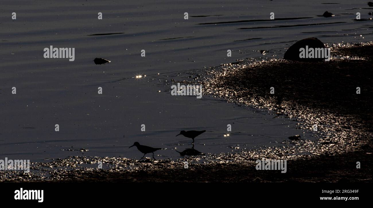 Two Broad-billed Sandpipers (Calidris falcinellus) against straight backlight during spring migration. Stock Photo