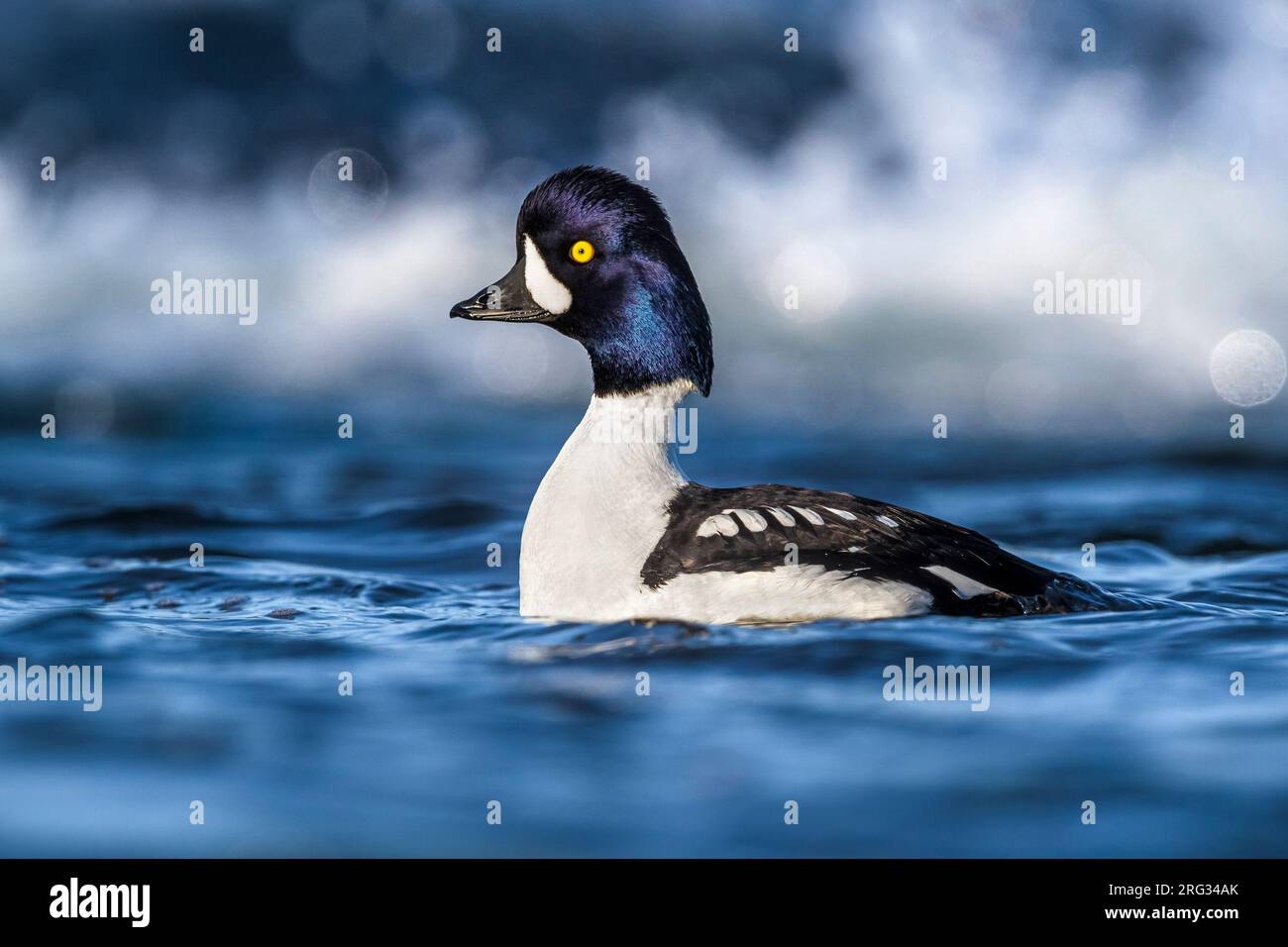 https://www.alamy.com/licenses-and-pricing/?v=1