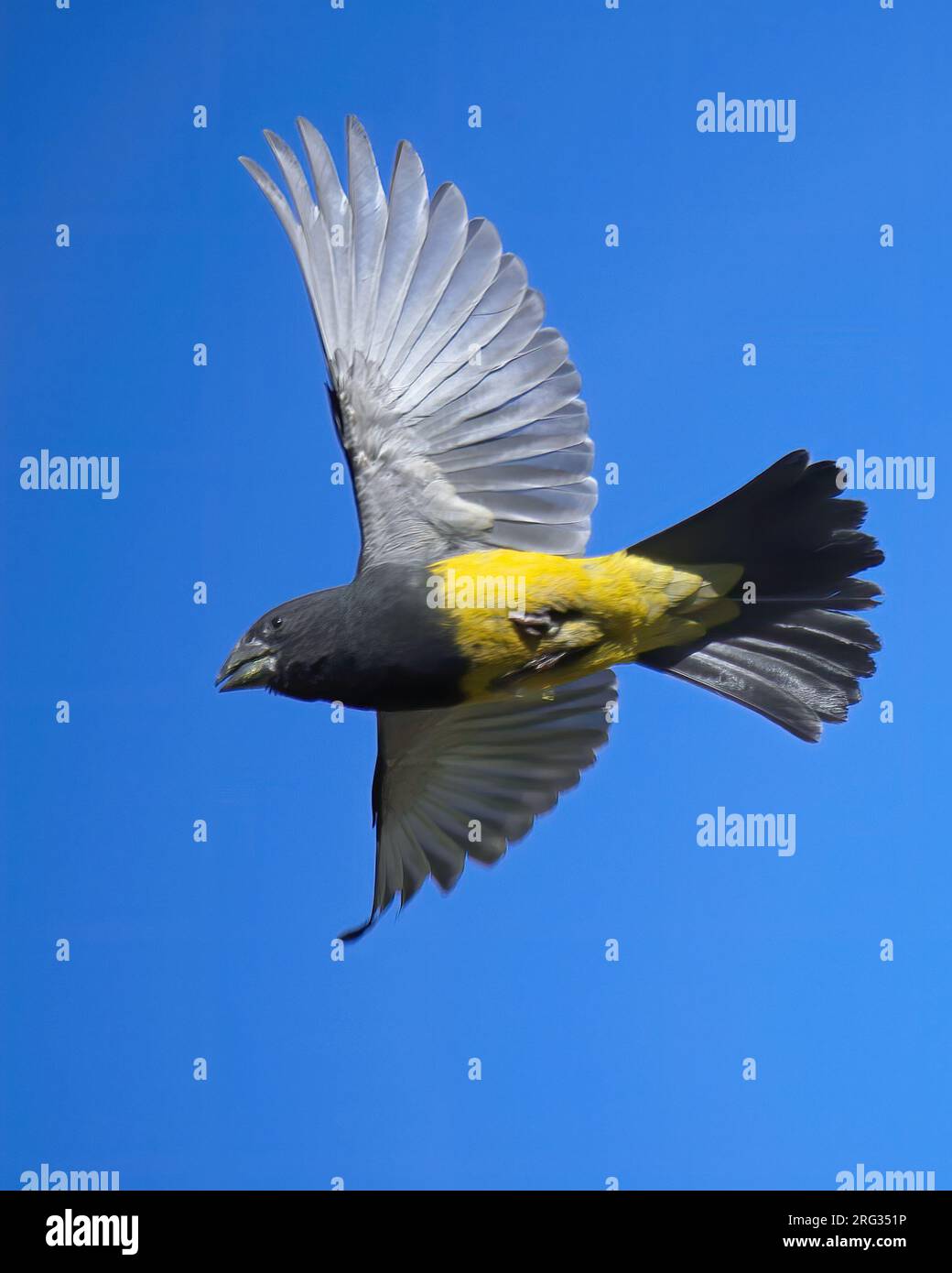 Blue Grosbeak Fly Hi res Stock Photography And Images Alamy blue-grosbeak-fly-hi-res-stock-photography-and-images-alamy