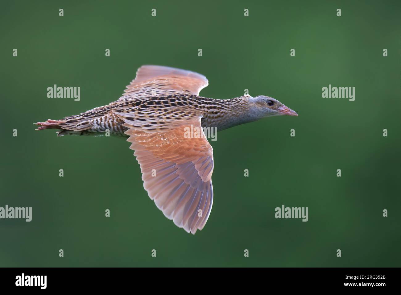 Adult male Corncrake (Crex crex) flying, side view of bird showing upperparts against green background Stock Photo