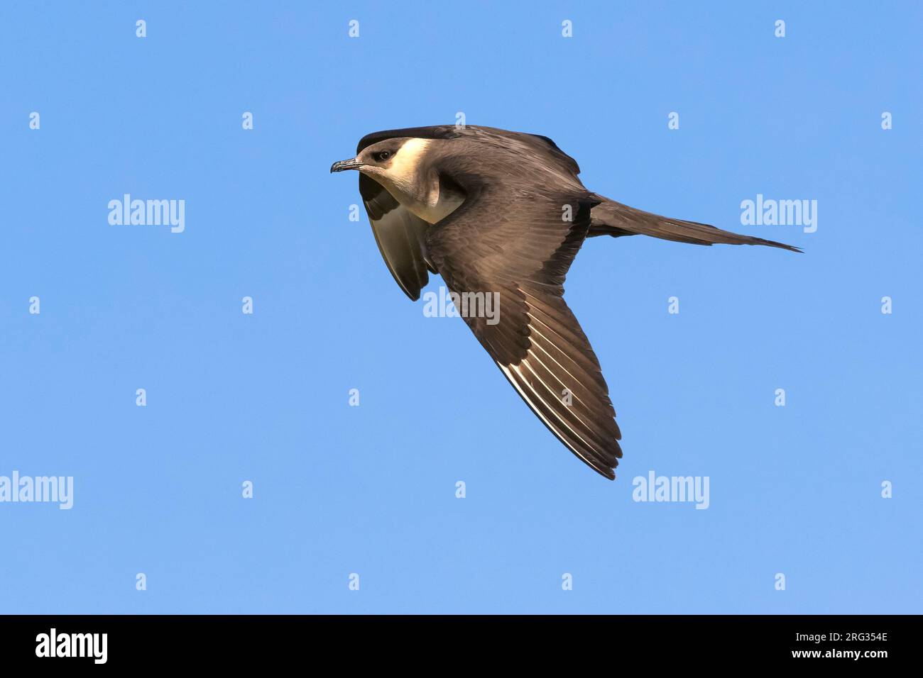 Arctic Skua (Stercoraruis parasiticus) during spring on the tundra of Iceland. Stock Photo