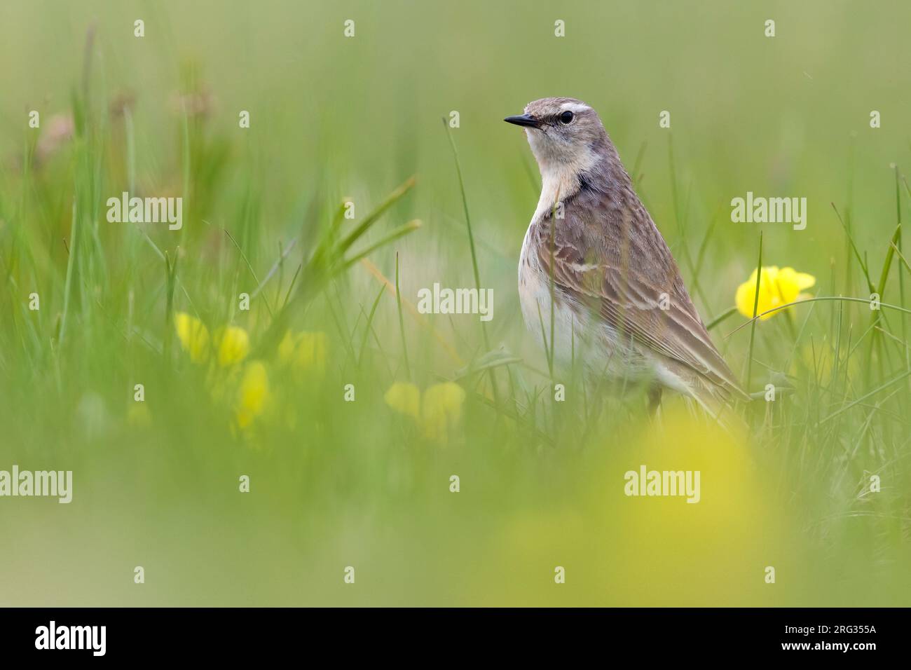 Adult Water Pipit, Anthus spinoletta, during spring in Italy. Stock Photo