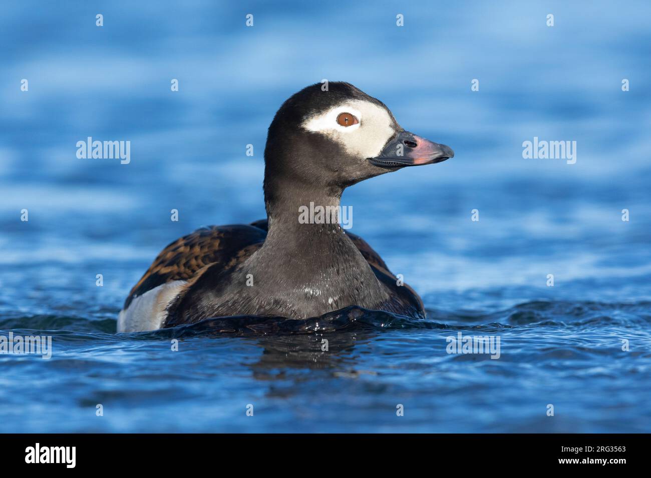 Long-tailed Duck (Clangula hyemalis), adult male swimming in the water, Northeastern Region, Iceland Stock Photo