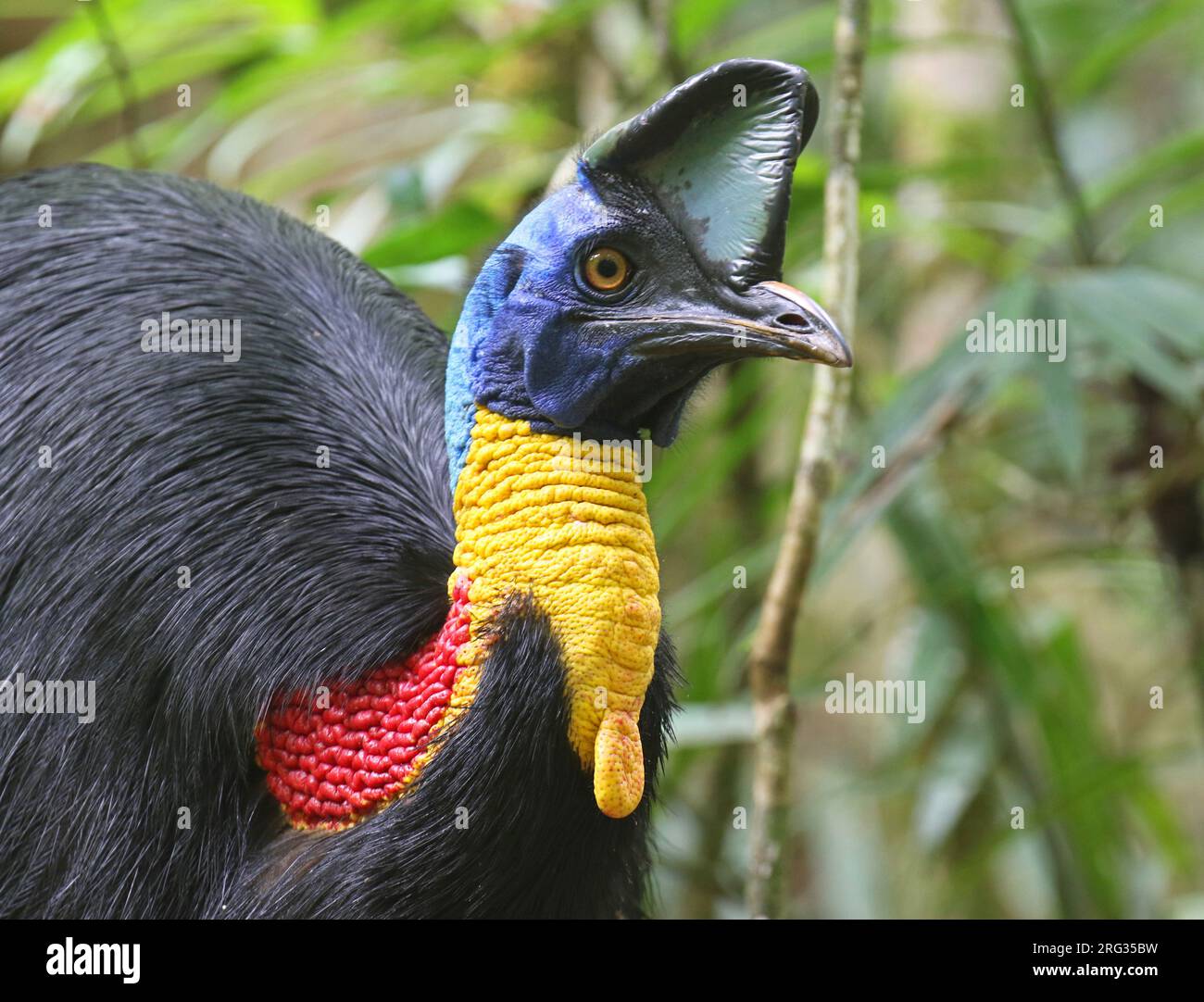 Adult Northern Cassowary (Casuarius unappendiculatus) in Papua New Guinea. Also known as the one-wattled, single-wattled or golden-necked cassowary. Stock Photo