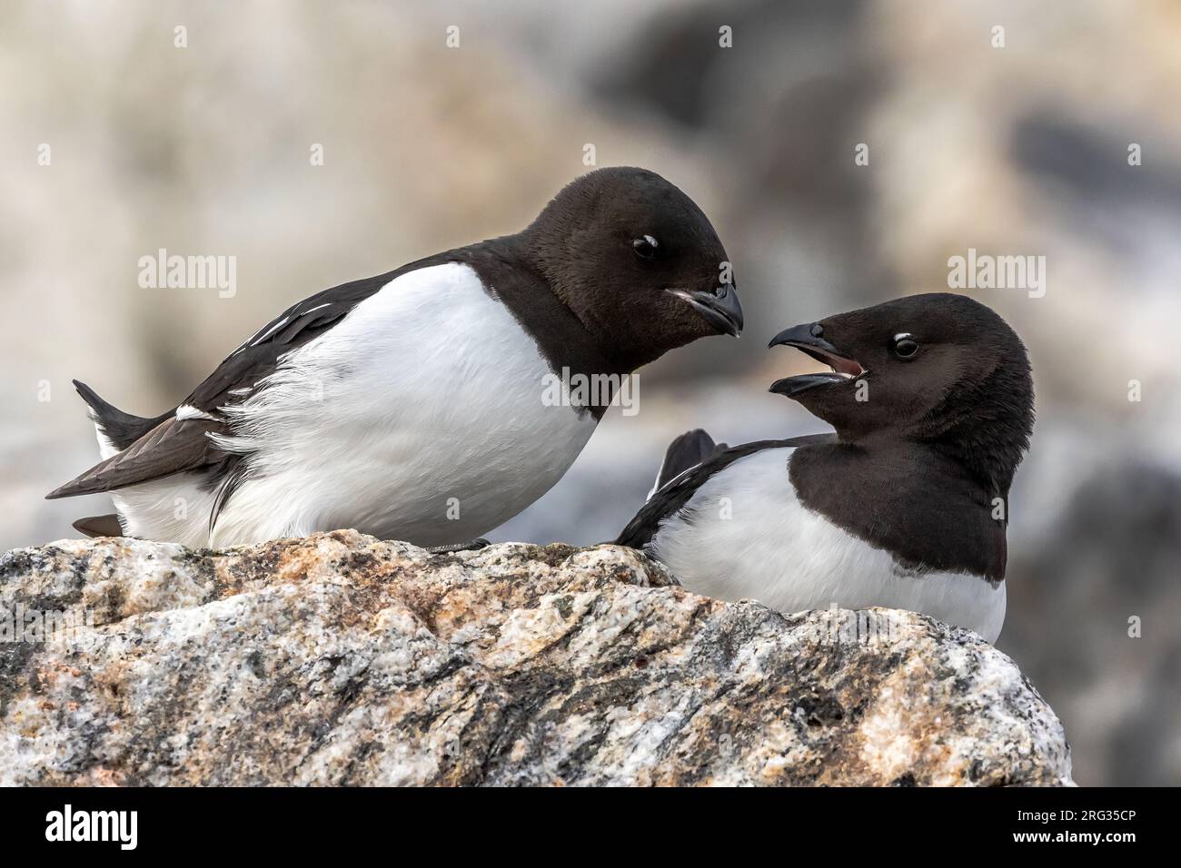 Pair of Little Auks in the breeding colony on Svalbard /Spitsbergen ...