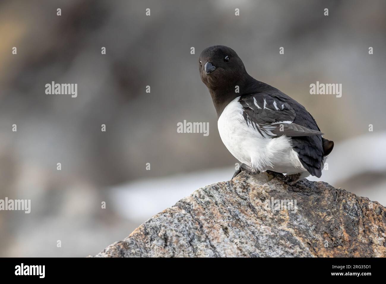 Little Auk in the breeding colony on Svalbard /Spitsbergen Stock Photo ...