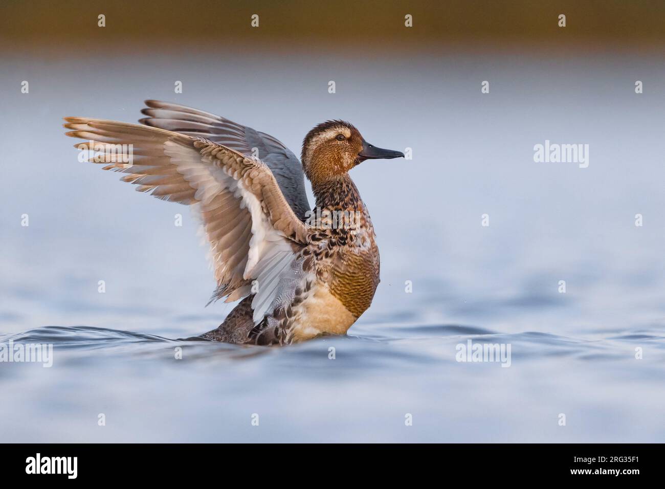 Male Garganey, Spatula querquedula, in Italy. Moulting in eclipse plumage. Stock Photo