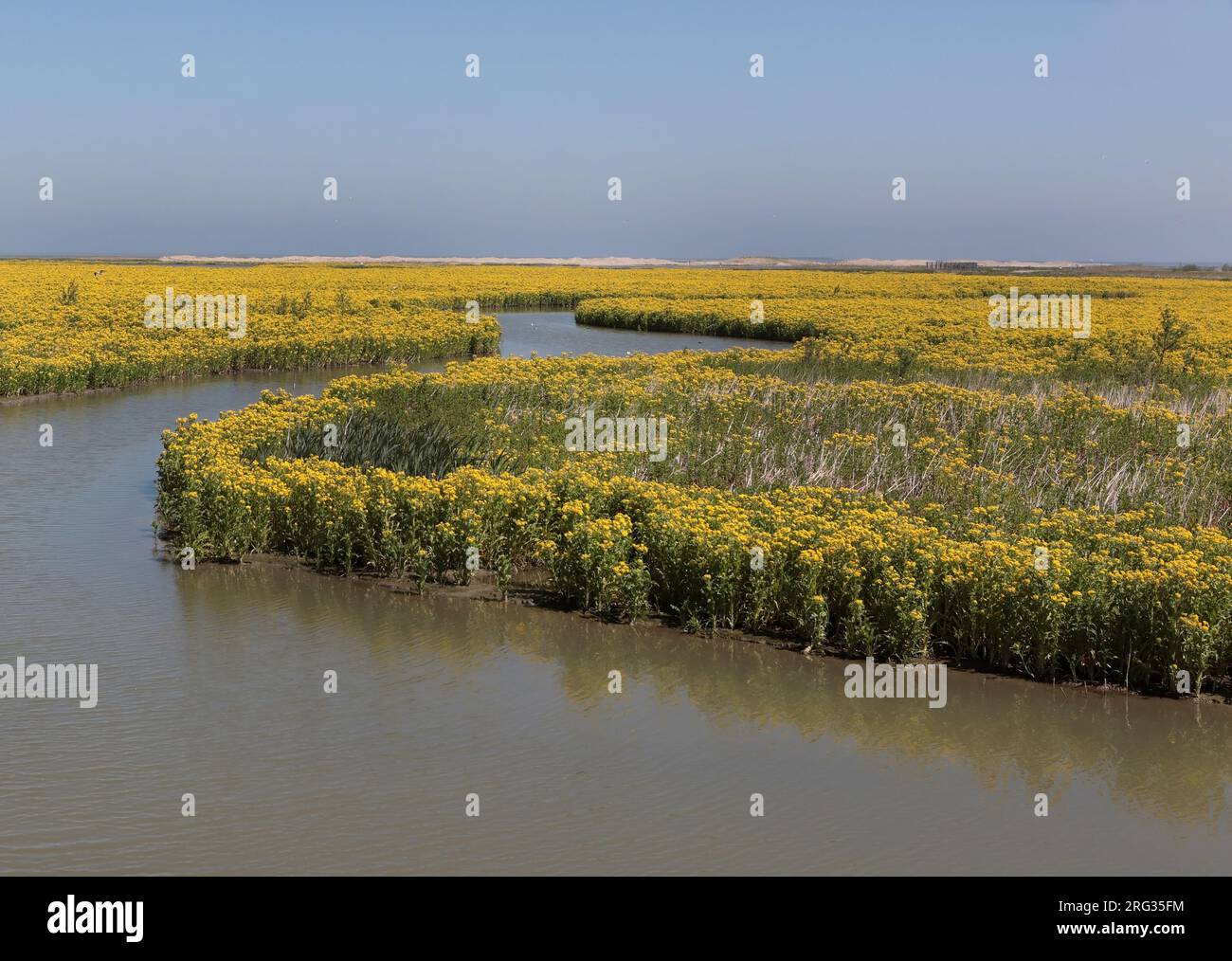 Moerasandijvie is een op en top pionier Marsh endive is a real pioneer Stock Photo