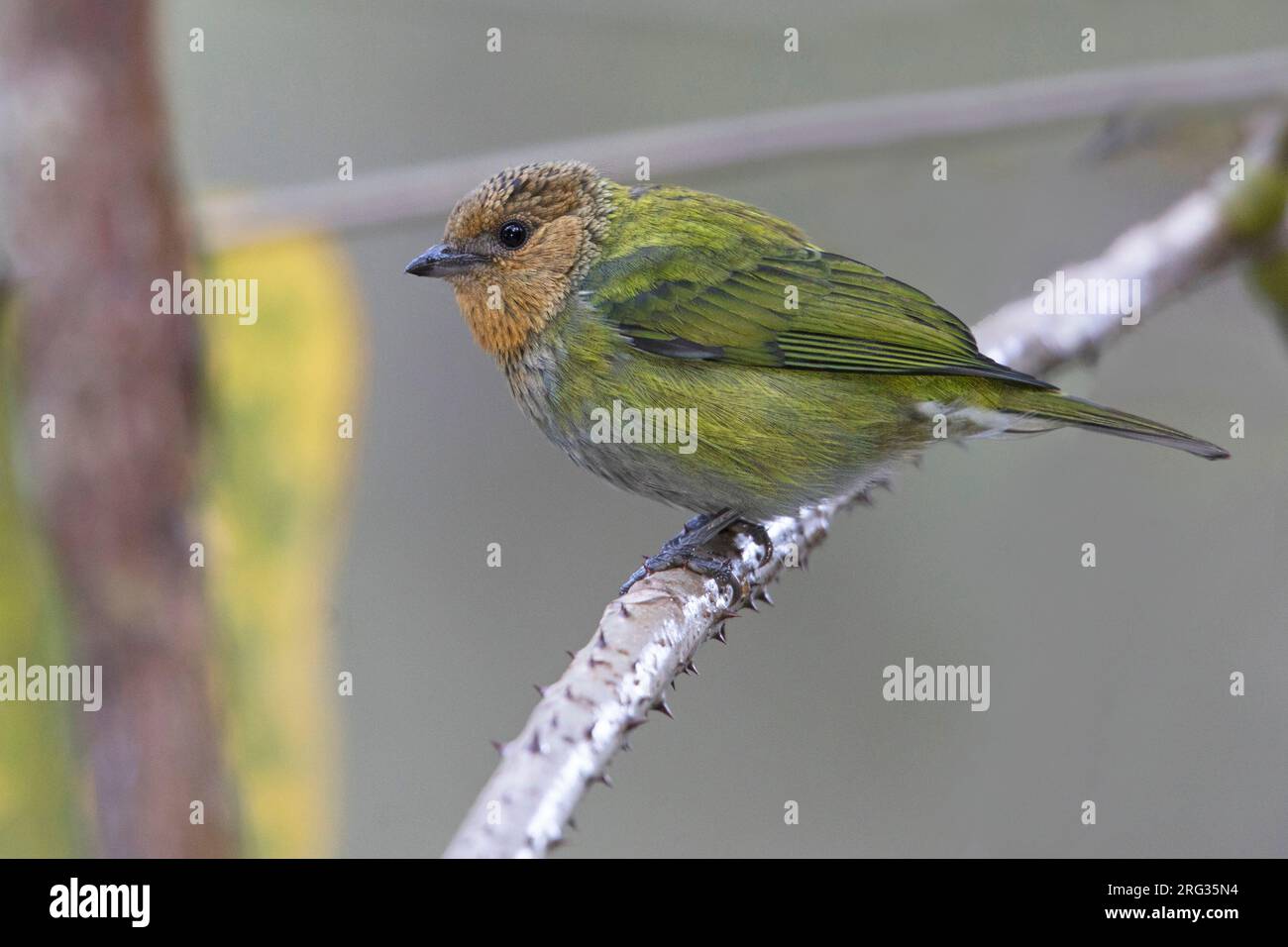 A female Silverbacked Tanager (Stilpnia viridicollis viridicollis) at