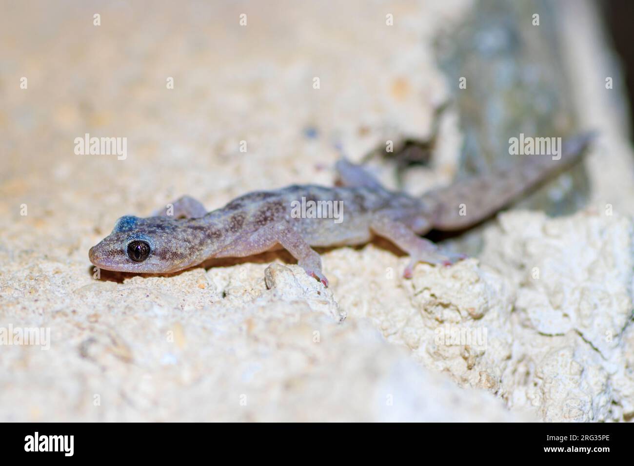 European Leaf-toed Gecko (Euleptes europaea) taken the 02/06/2022 at Port-Cros - France. Stock Photo