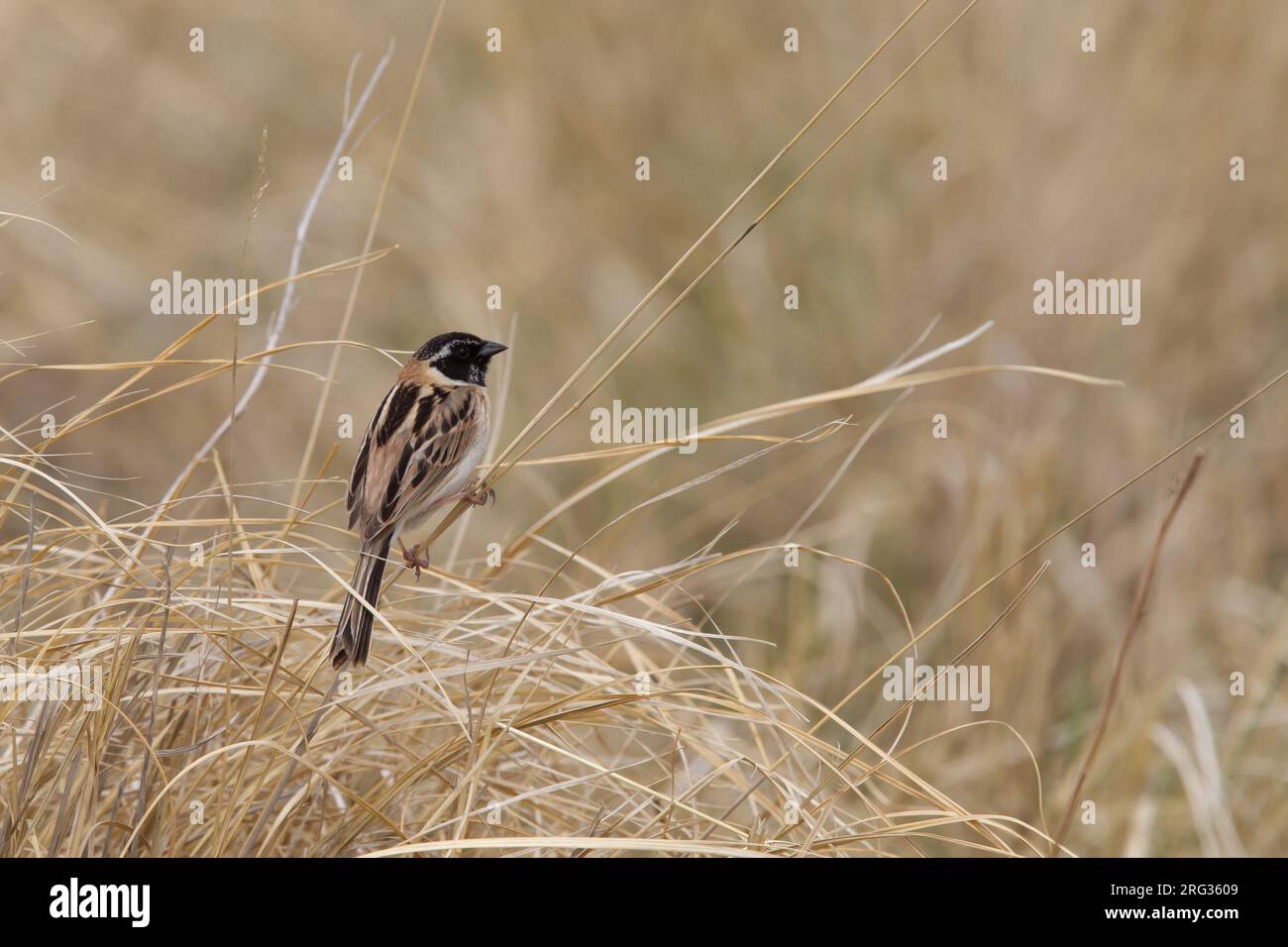 Japanese reed bunting hi-res stock photography and images - Alamy