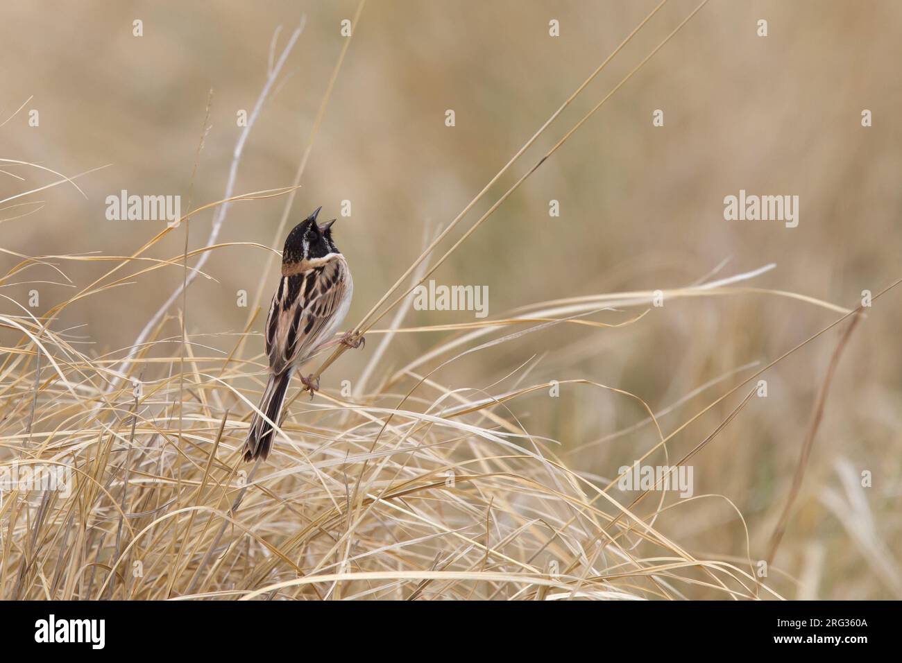 Japanese reed bunting hi-res stock photography and images - Alamy