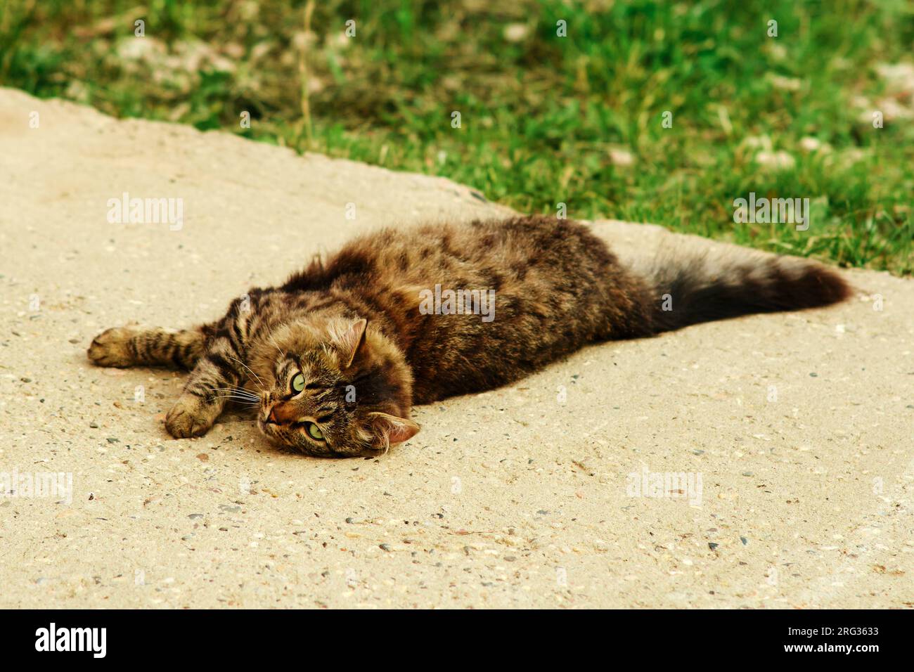 Street female tabby cat hi-res stock photography and images - Alamy