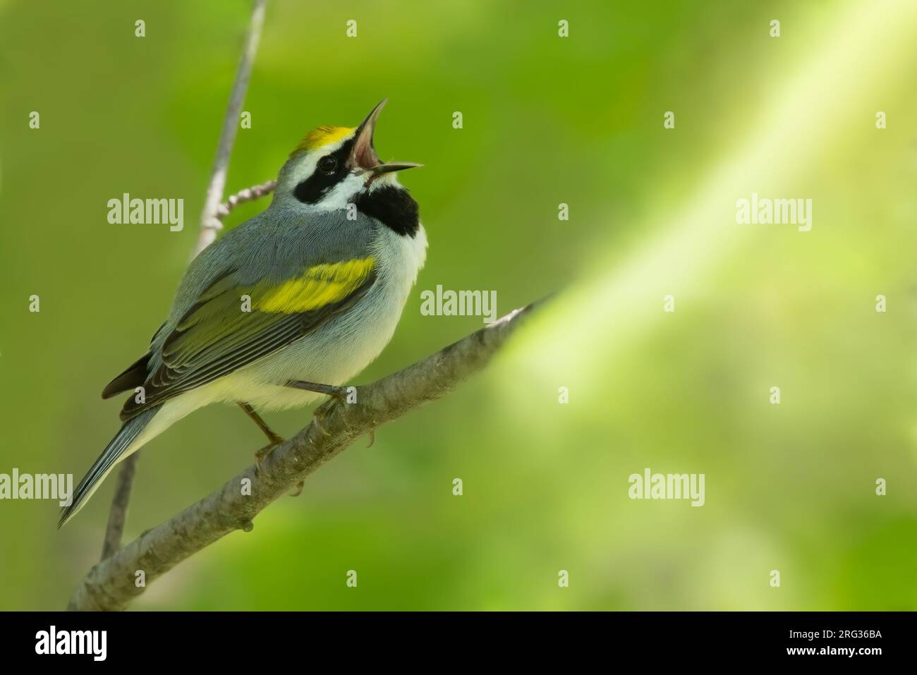 Adult male Golden-winged Warbler (Vermivora chrysoptera) singing Stock Photo