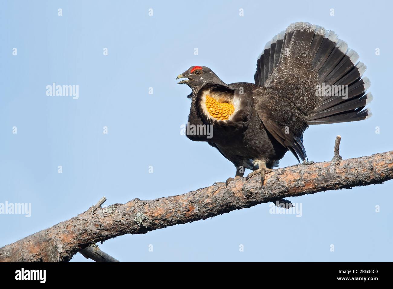 Adult male Sooty Grouse (Dendragapus fuliginosus) in North-America. Displaying on a branch. Stock Photo