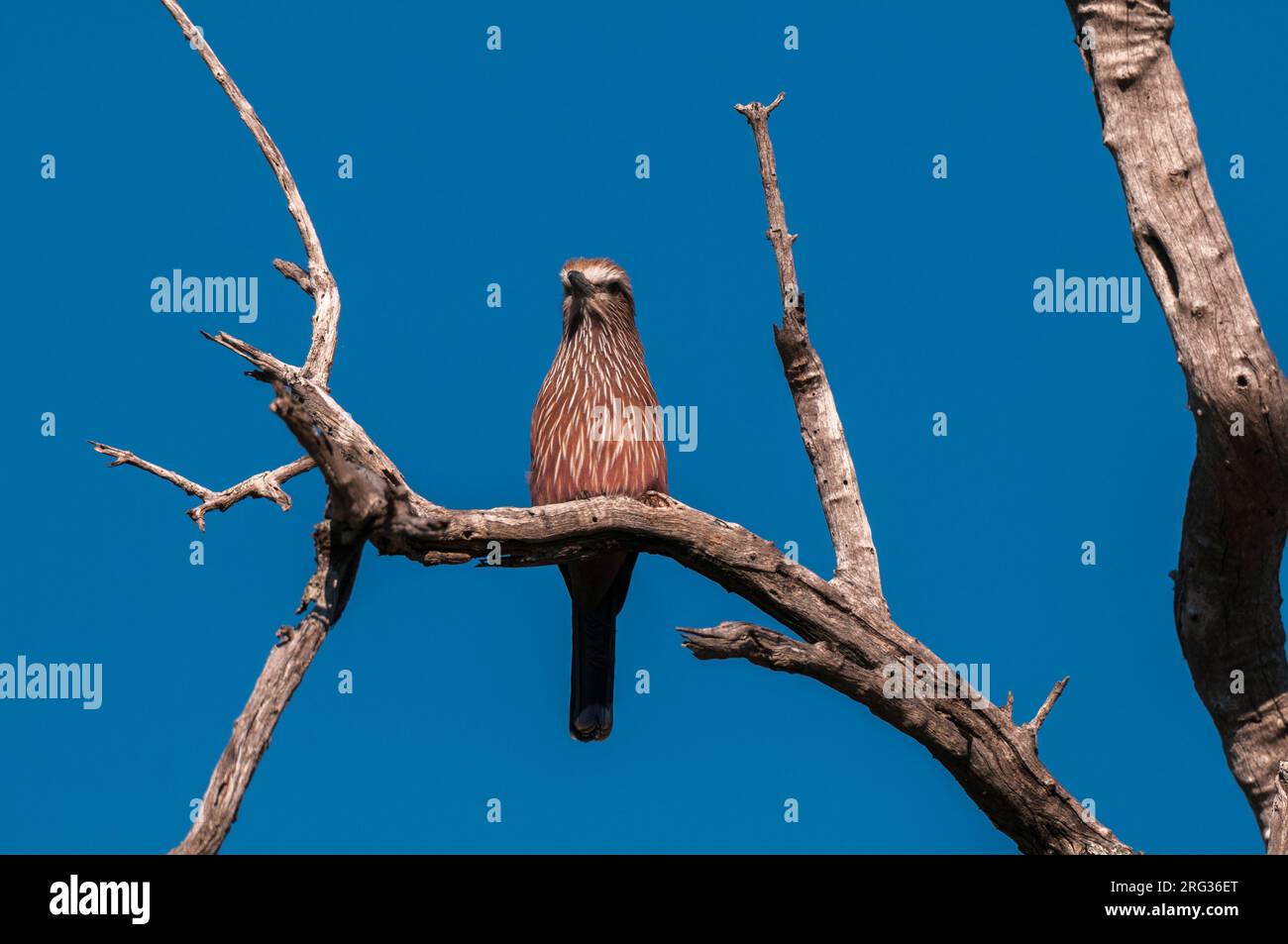 A rufous-crowned roller, Coracias naevius naevius, perching on a tree. Botswana Stock Photo
