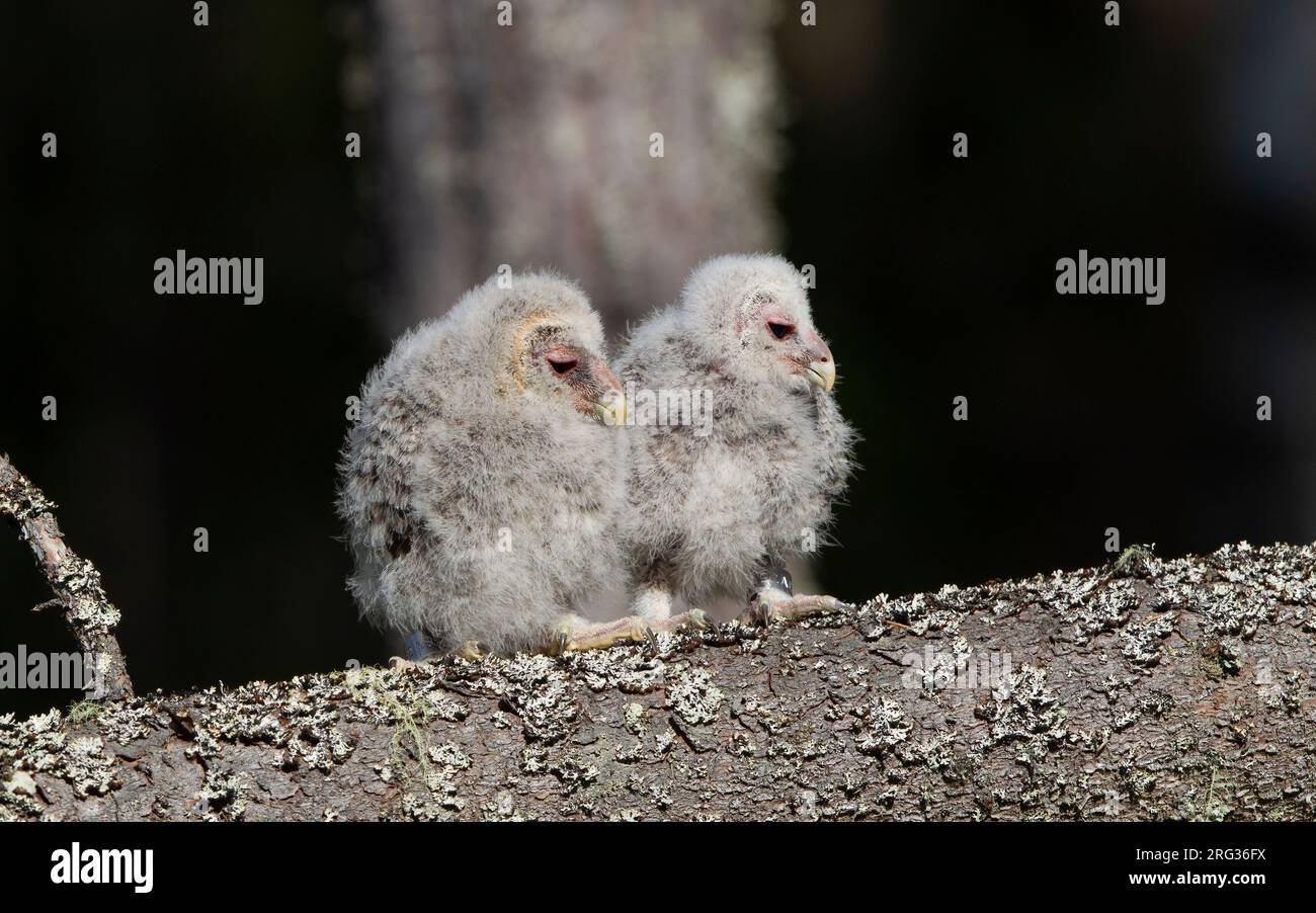Ural Owl (Strix uralensis liturata) two chicks perched on a branch waiting to be ringed at Västmanland, Sverige Stock Photo