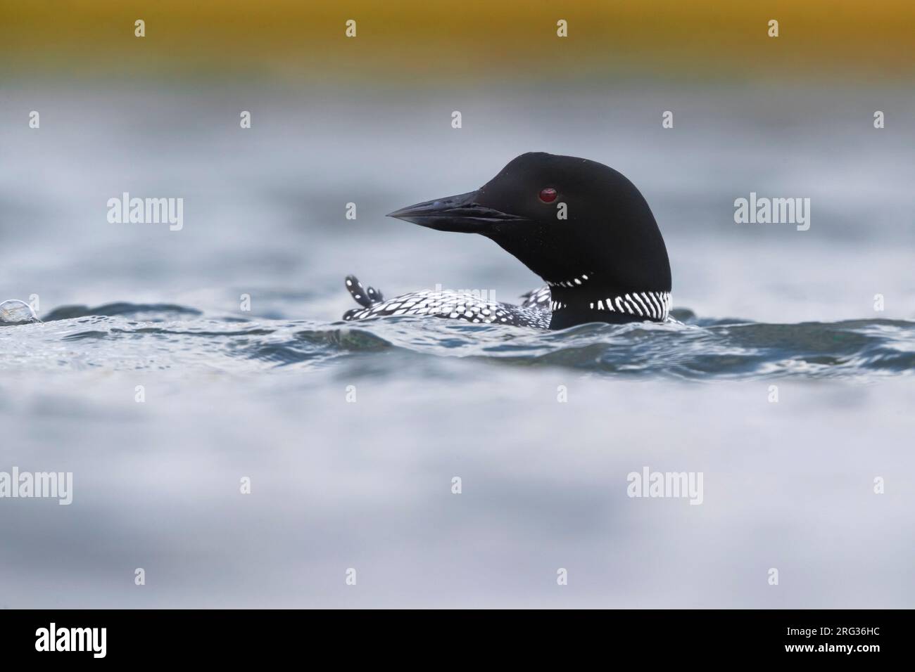 Great Northern Diver (Gavia immer) in breeding plumage. Swimming in a lake in Iceland. Stock Photo