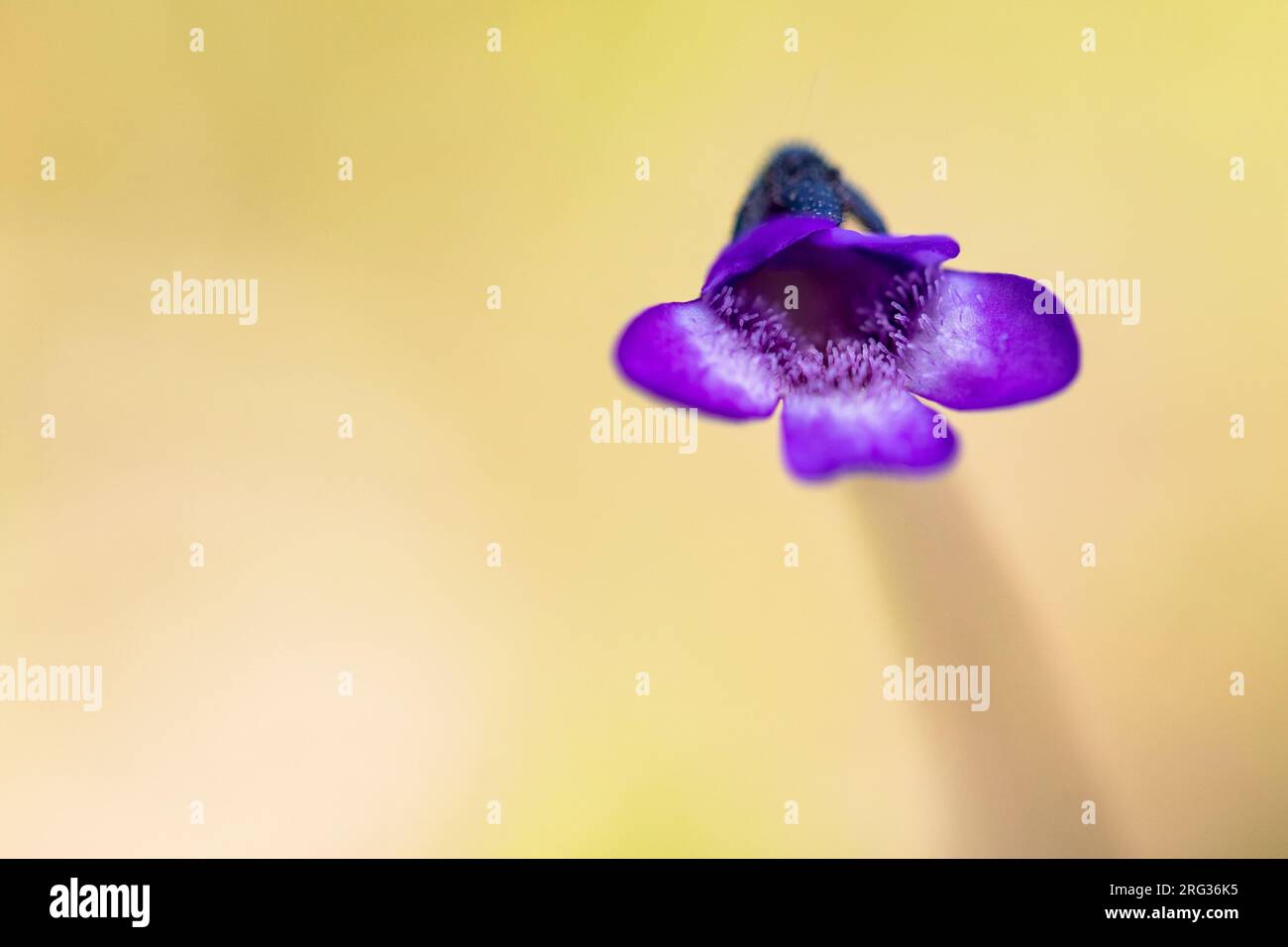 Large flowered Butterwort, Pinguicula grandiflora, Stock Photo