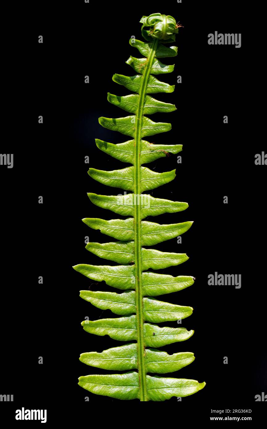Hard-fern, Struthiopteris spicant Stock Photo