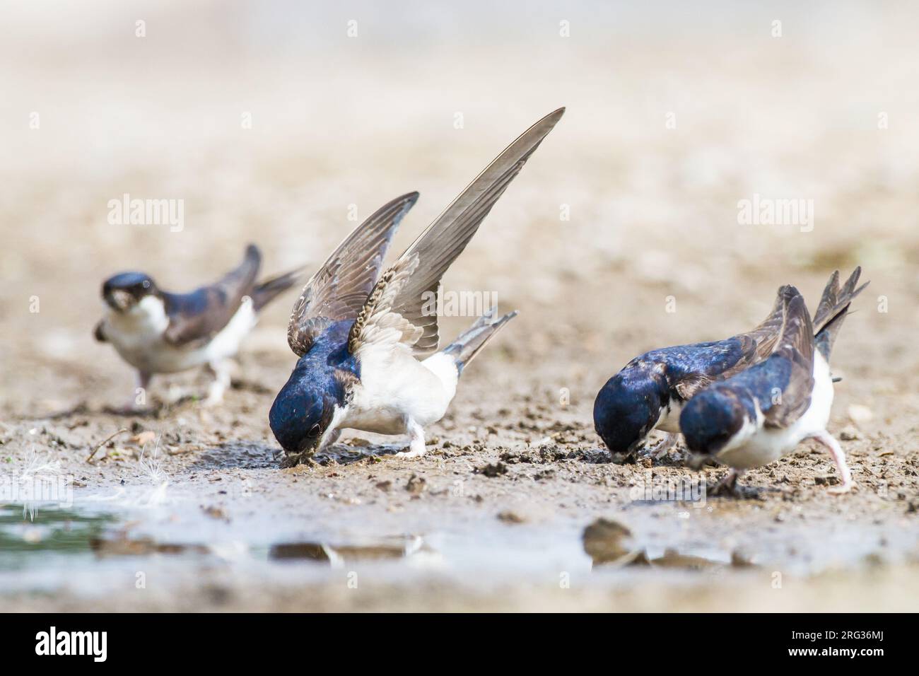 Huiszwaluw, Common House Martin, Delichon urbicum flock gathering mud for their nests Stock Photo