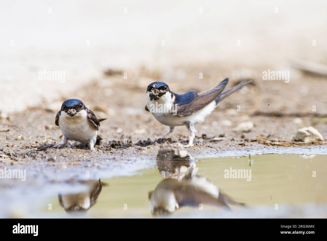 Huiszwaluw, Common House Martin, Delichon urbicum flock gathering mud for their nests Stock Photo