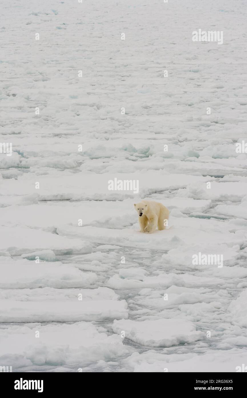A Polar Bear In An Icescape Ursus Maritimus North Polar Ice Cap a-polar-bear-in-an-icescape-ursus-maritimus-north-polar-ice-cap