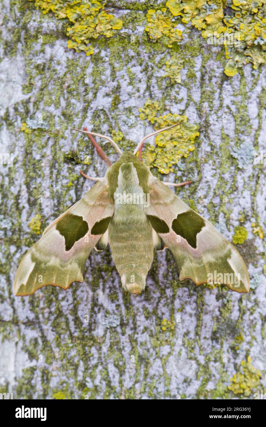 Lime Hawkmoth, Lindepijlstaart, Mimas tiliae male Stock Photo