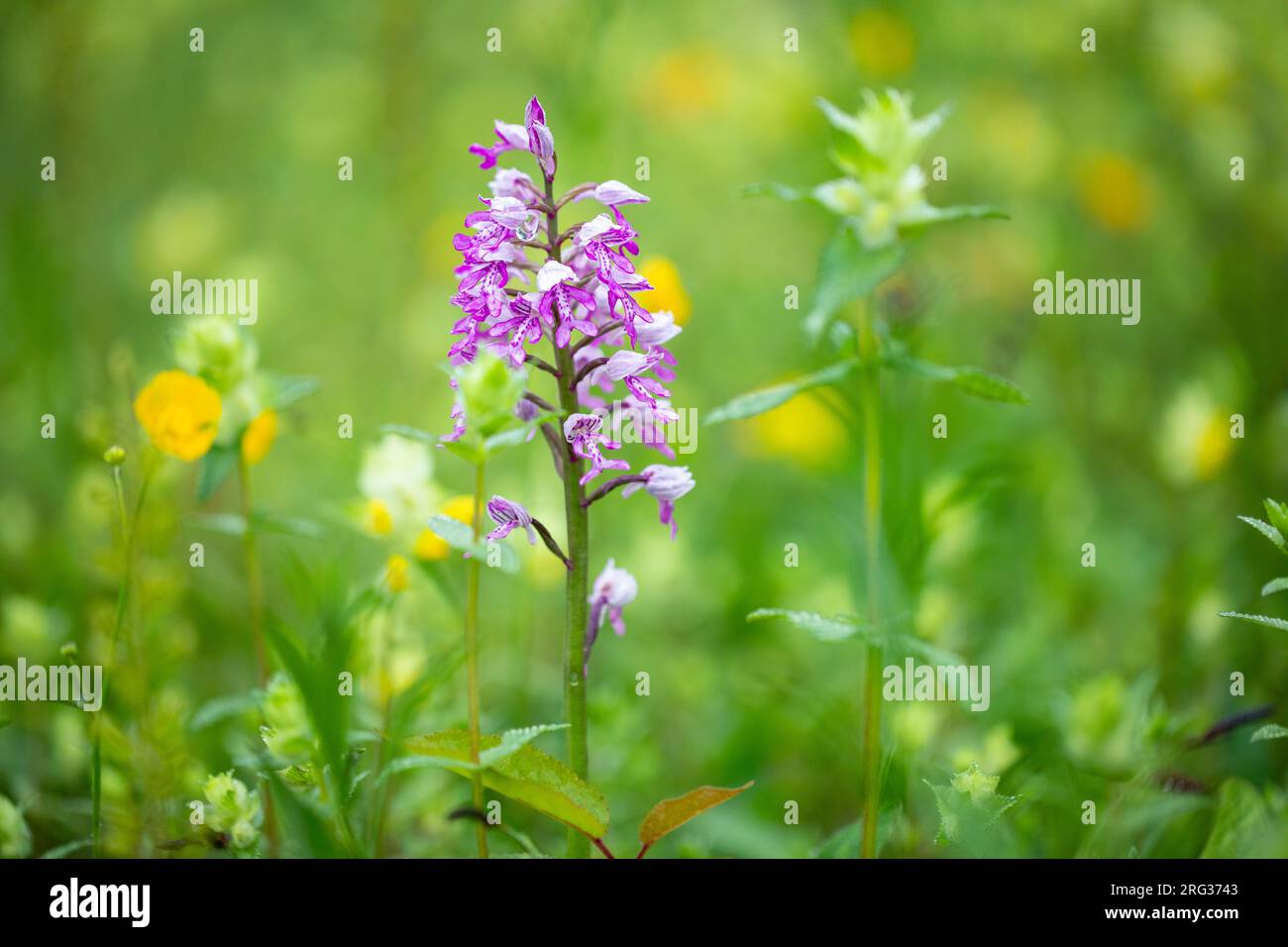 Military Orchid, Orchis militaris Stock Photo