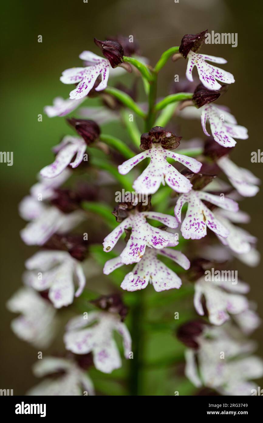 Lady Orchid, Orchis purpurea Stock Photo
