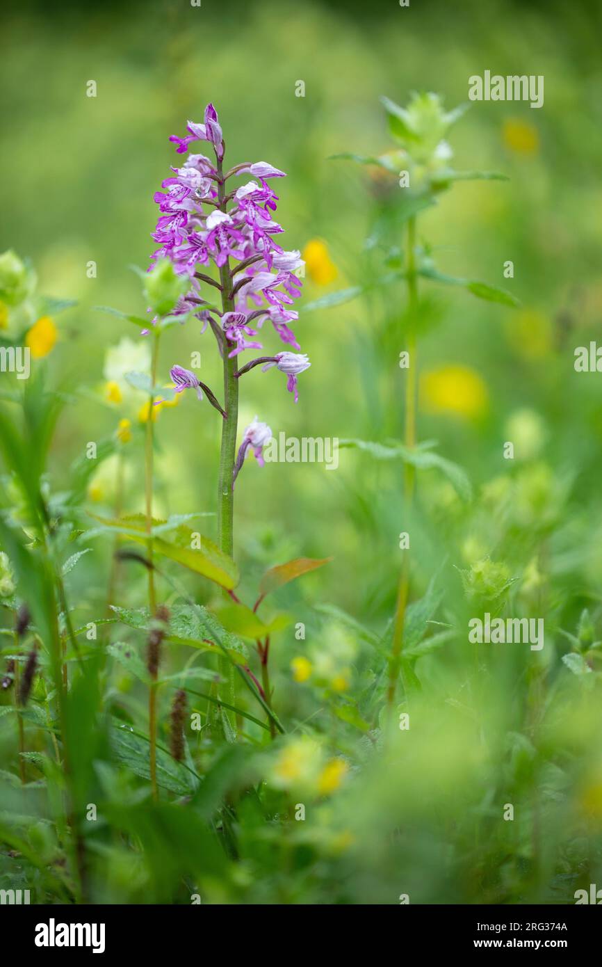 Star Orchid - Navy main image 1