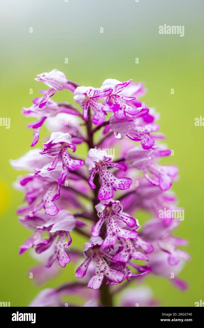Military Orchid, Orchis militaris Stock Photo