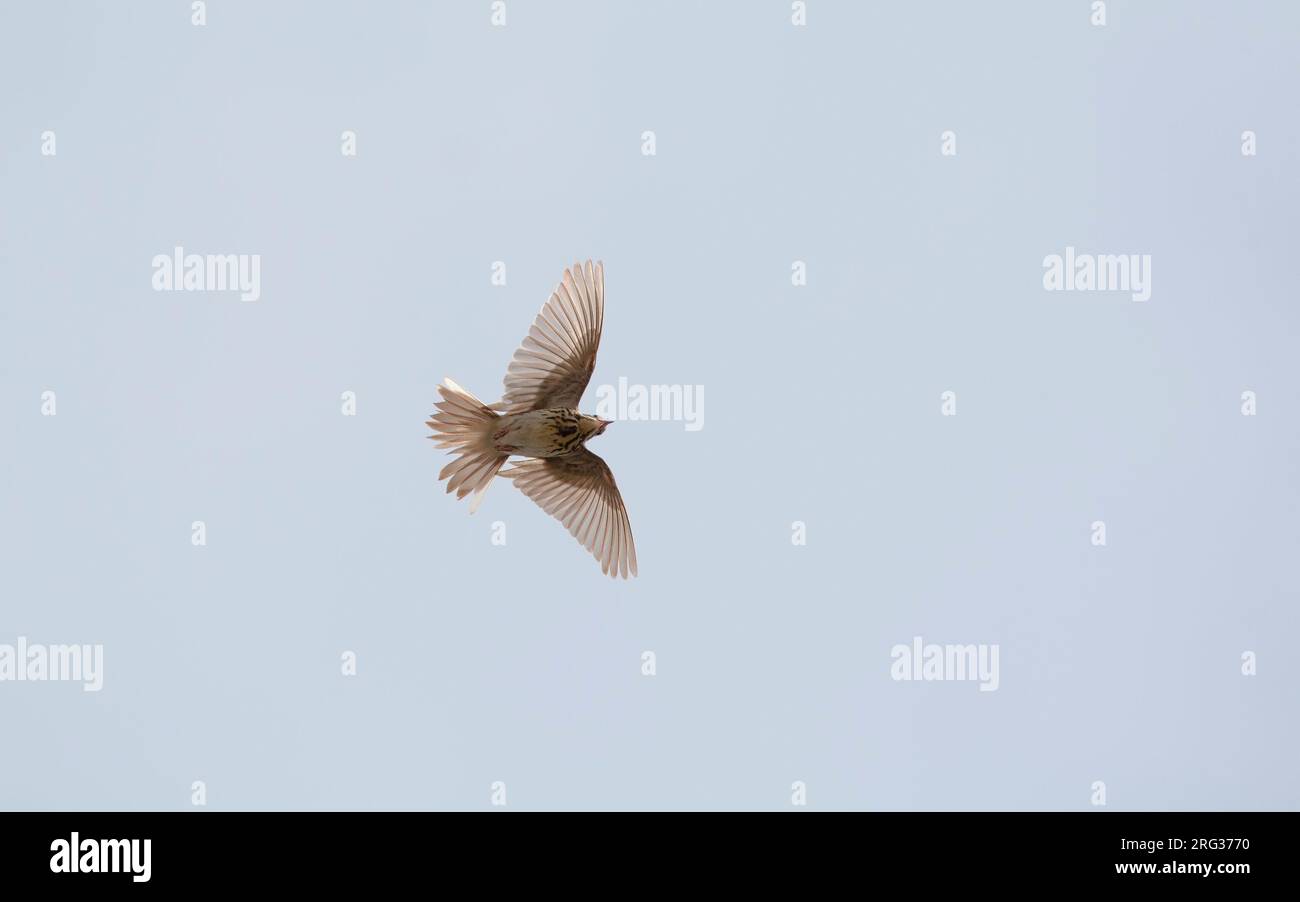 Tree Pipit (Anthus trivialis) in display flight at Vest-Agder, Norway Stock Photo