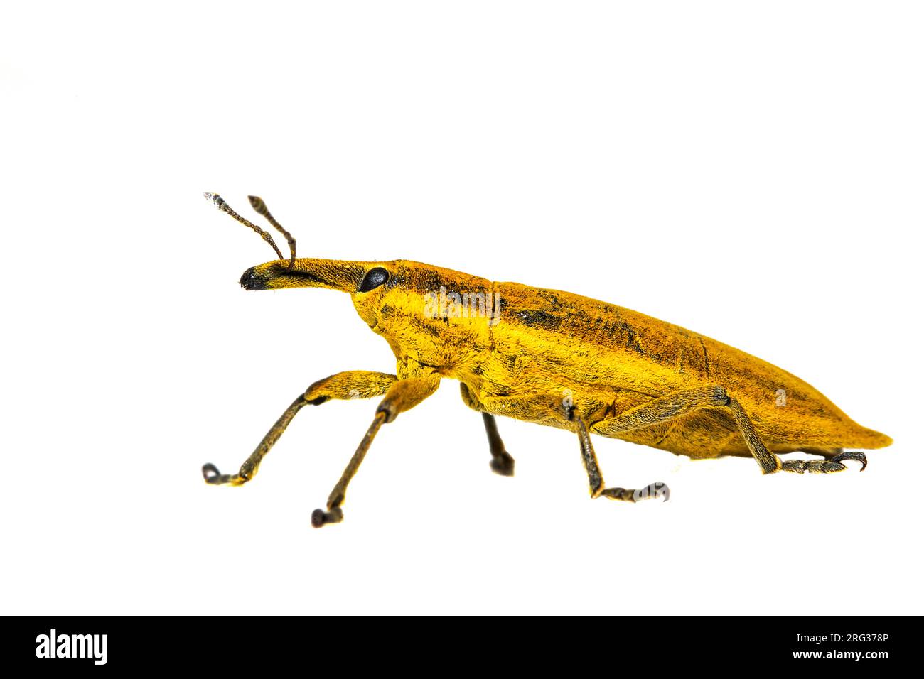 Yellow Weevil, Lixus iridis Stock Photo