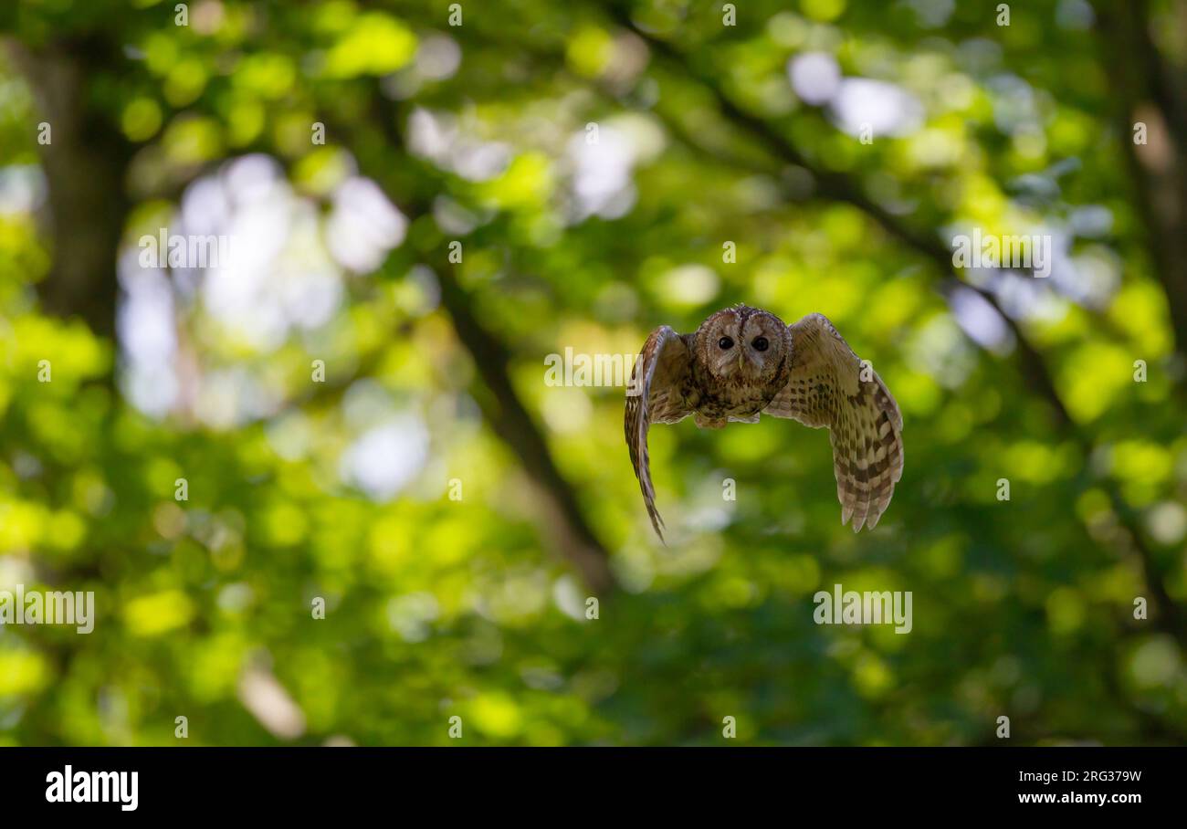 Adult Tawny Owl (Strix aluco) in flight at daytime at Lyngby, Denmark Stock Photo