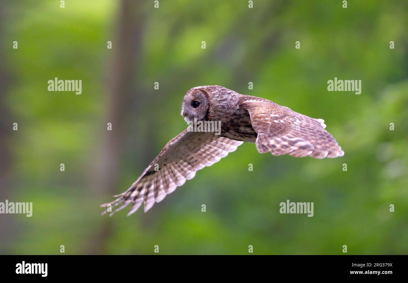 Adult Tawny Owl (Strix aluco) in flight in the green forest at daytime at Lyngby, Denmark Stock Photo
