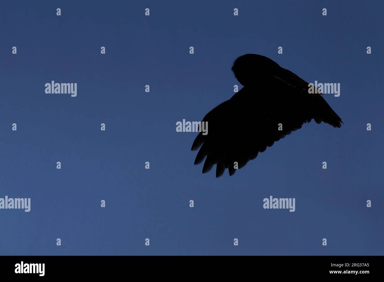 Silhouette of flying adult Tawny Owl (Strix aluco) at Lyngby, Denmark Stock Photo