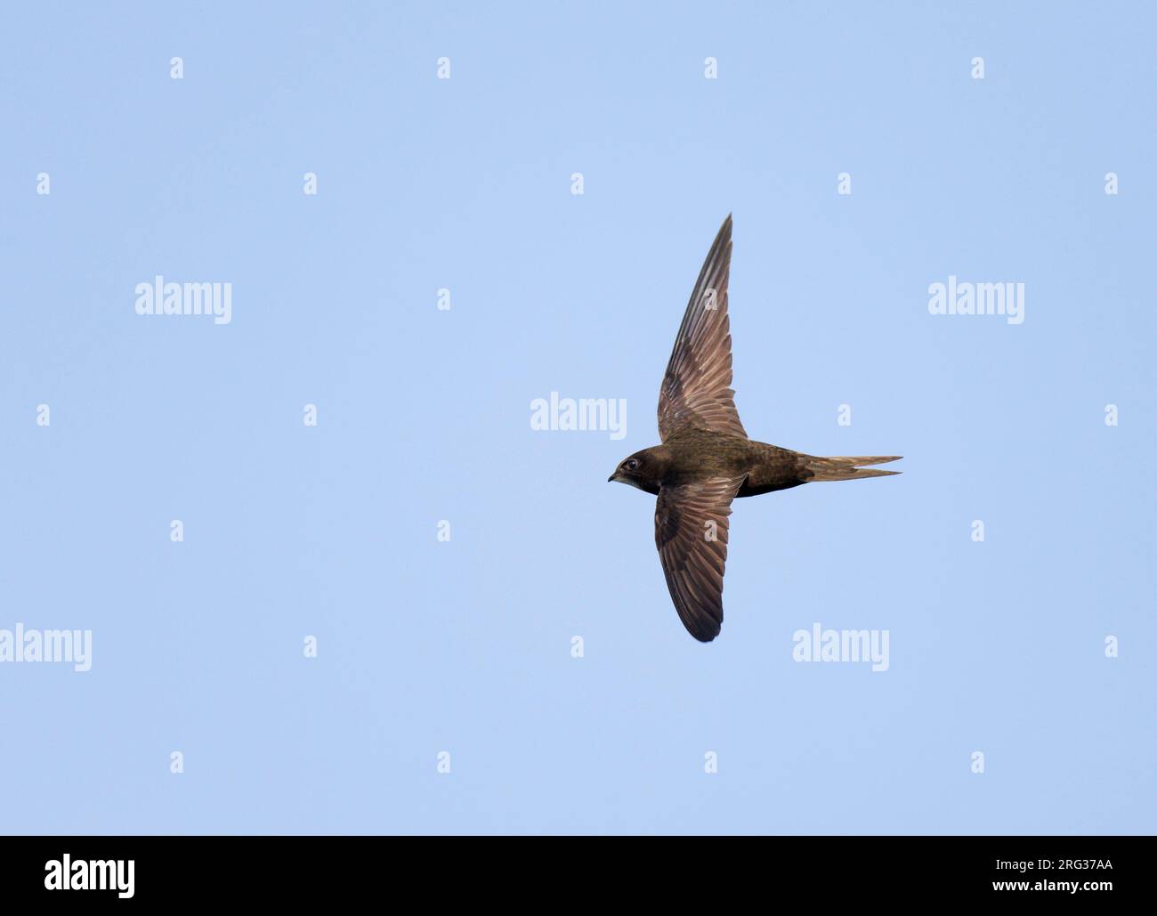 Common Swift (Apus apus) in the Netherlands. In flight Stock Photo - Alamy
