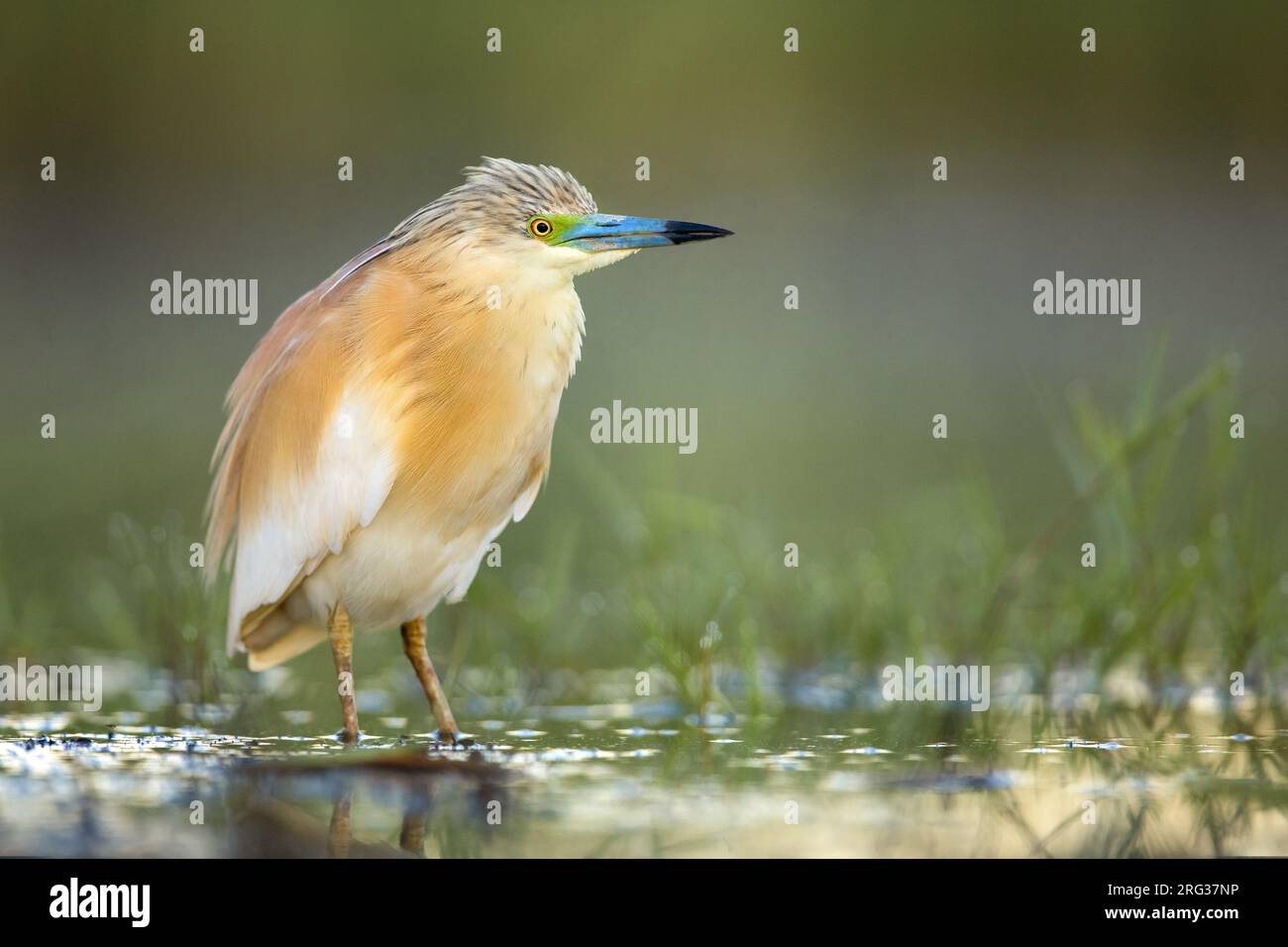 Summer plumaged adult Squacco Heron, Ardeola ralloides, in Italy. Stock Photo