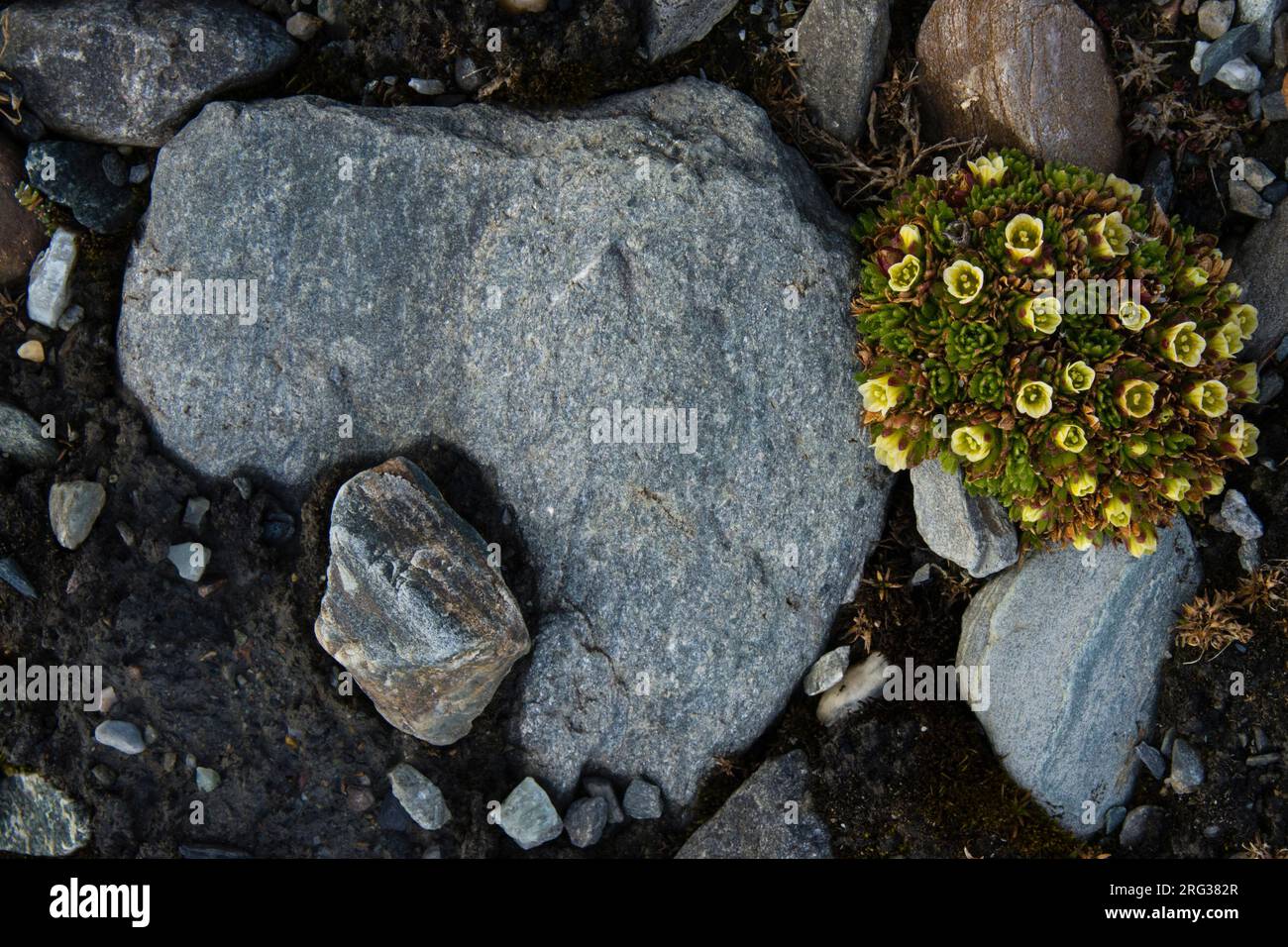Tufted saxifrage in a rocky terrain {Saxifraga cespitosa}. Svalbard, Norway Stock Photo