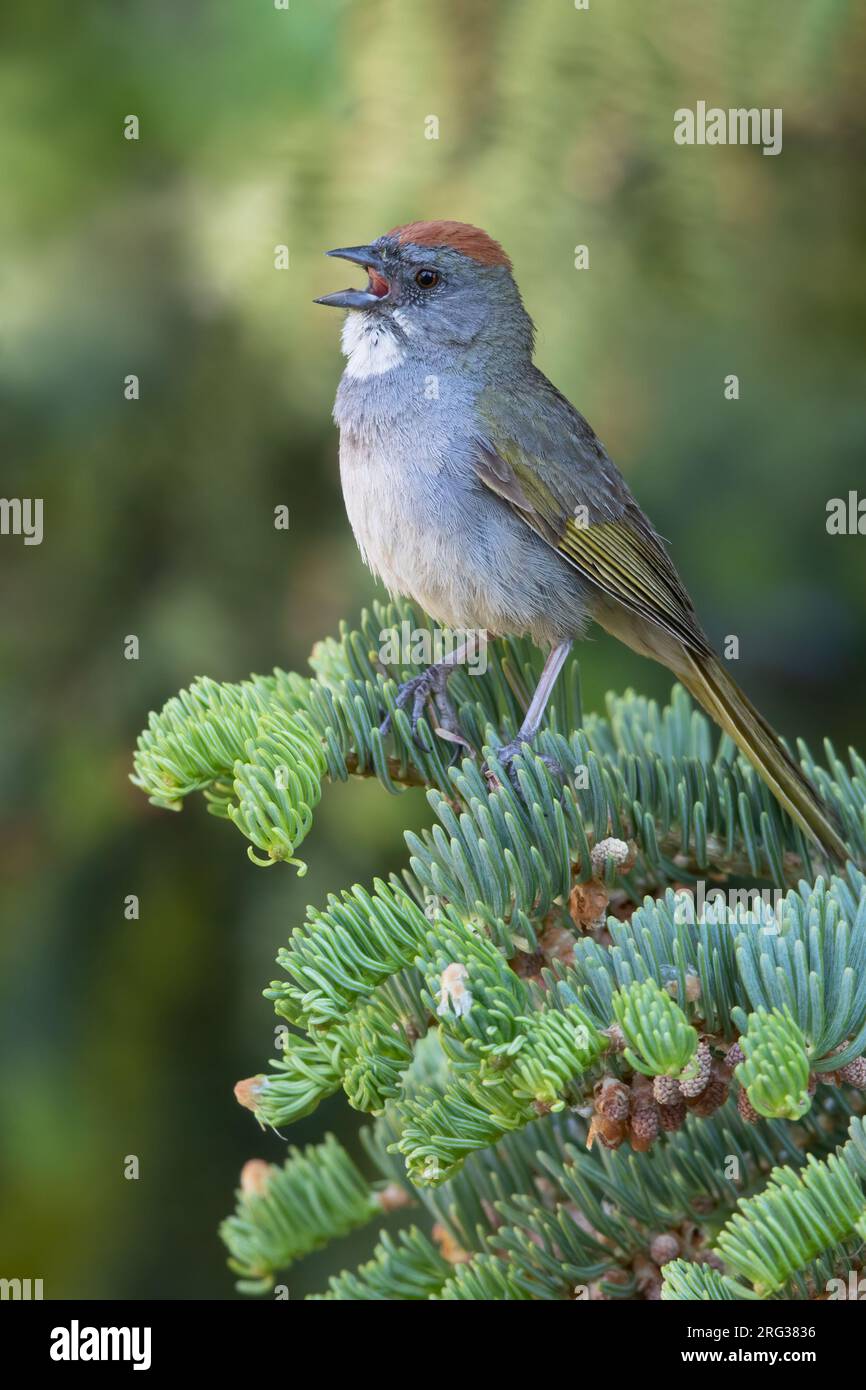 Singing male Green-tailed Towhee (Pipilo chlorurus) in North-America. Stock Photo