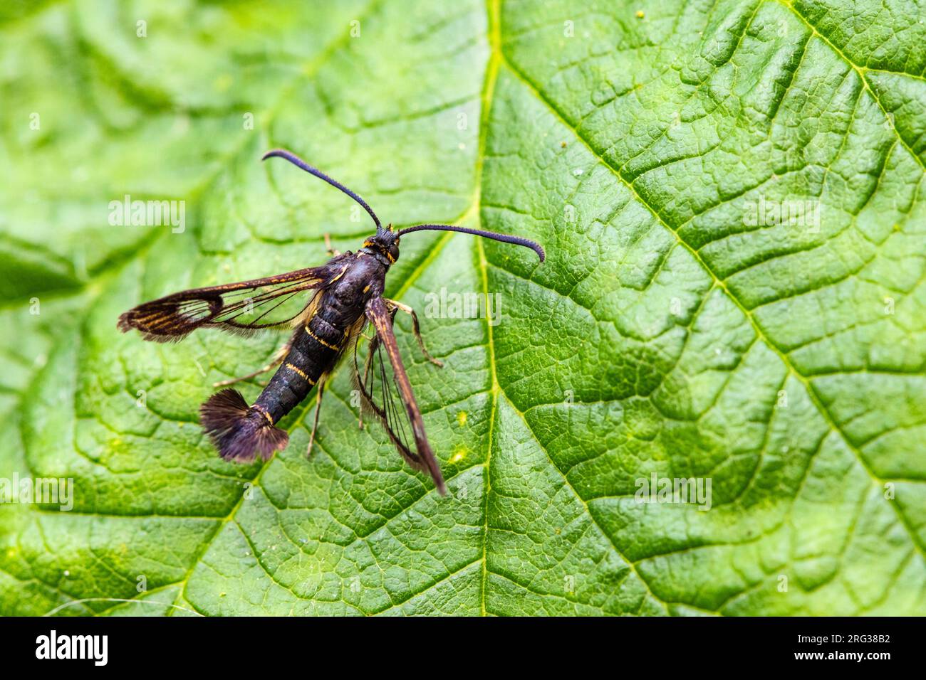 Currant Clearwing, Synanthedon tipuliformis Stock Photo