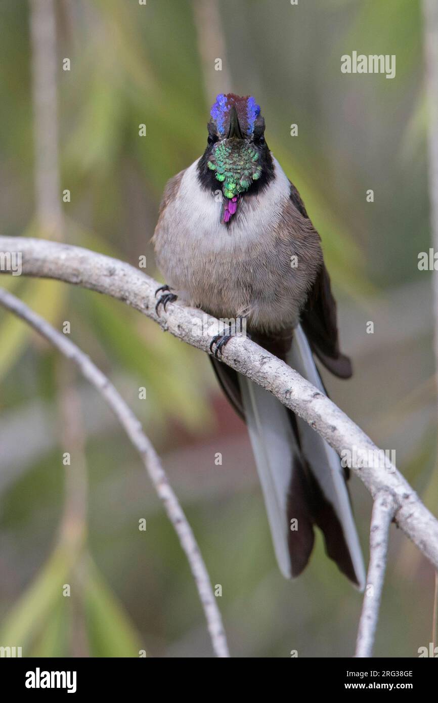 Bearded Mountaineer (Oreonympha nobilis nobilis) at Ollantaytambo, Peru. Stock Photo