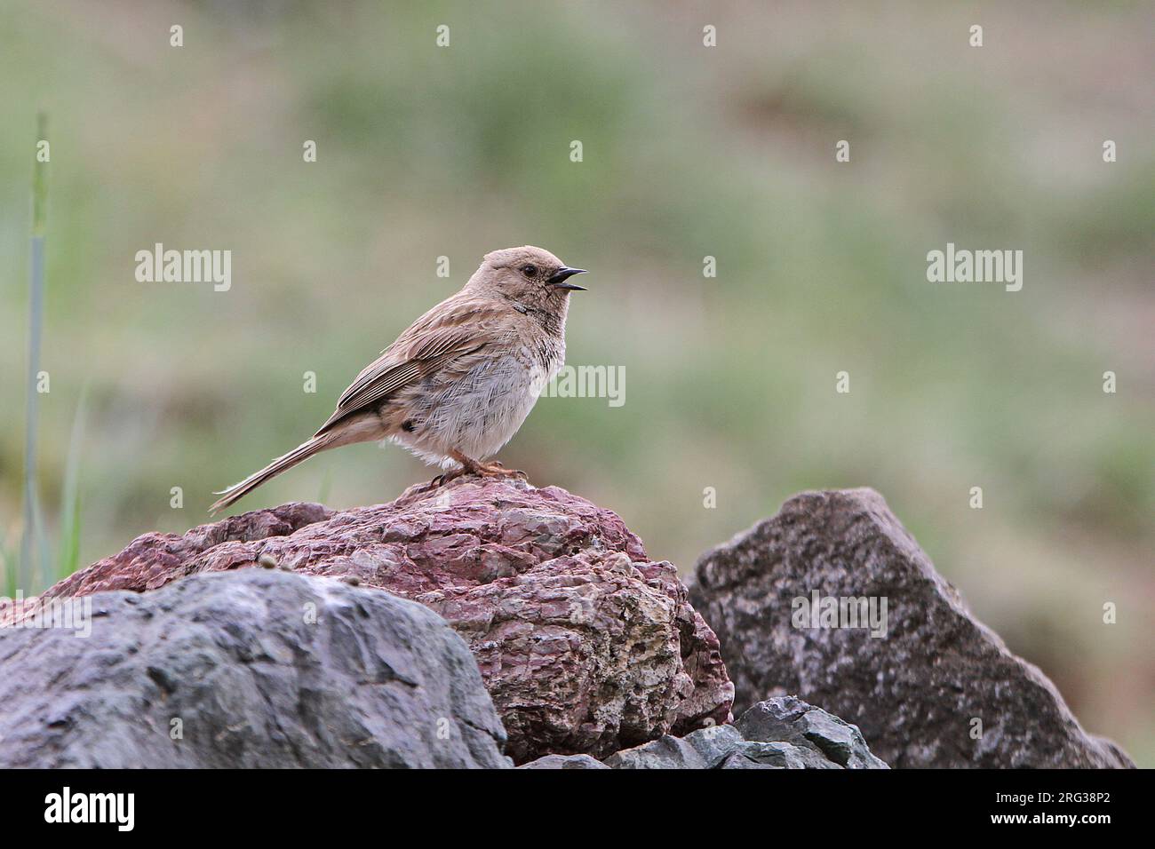 Singing Kozlov's Accentor (Prunella koslowi) in Mongolia. Also known as Mongolian accentor. Stock Photo