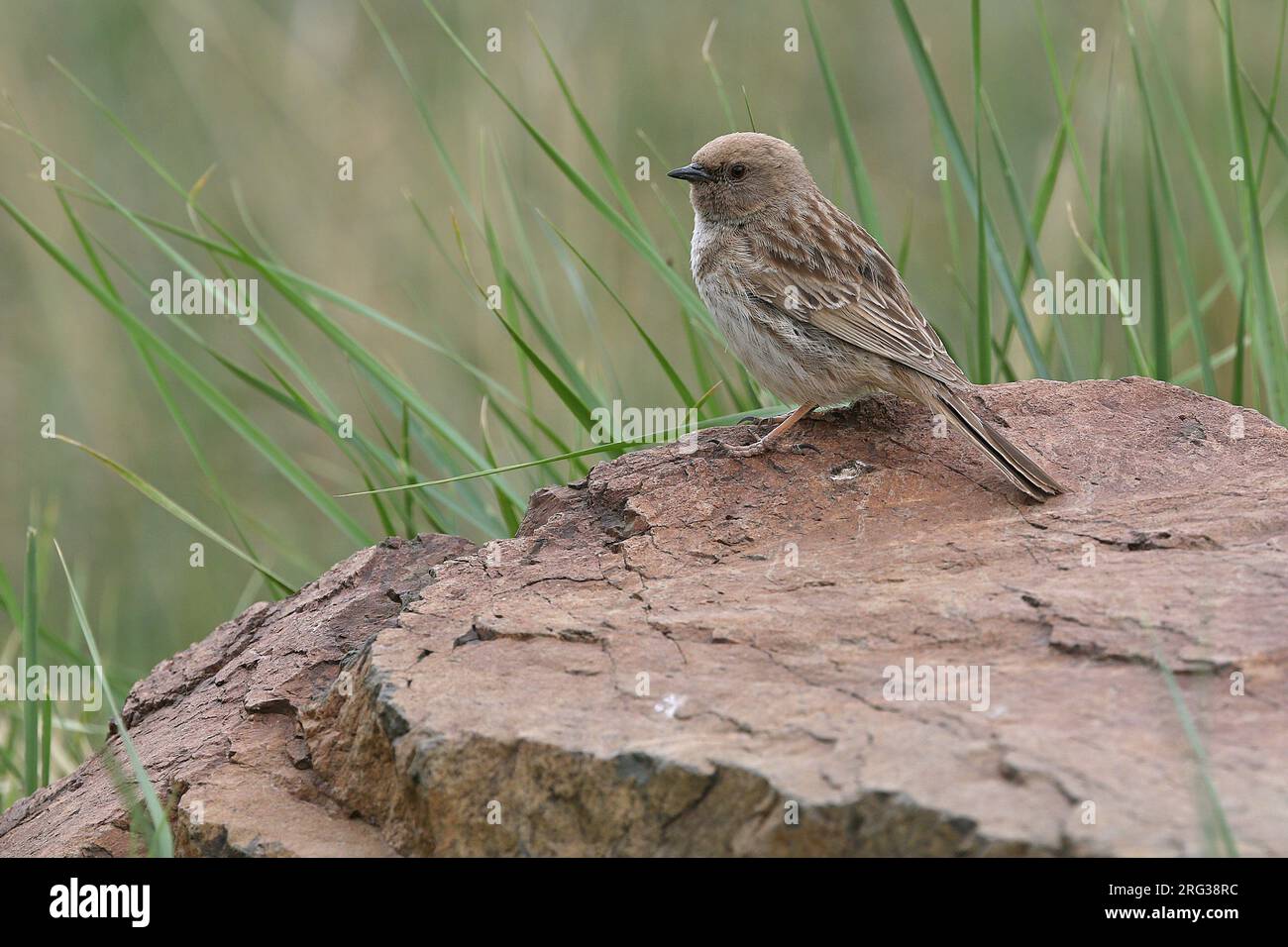 Kozlov's Accentor (Prunella koslowi) in Mongolia. Also known as Mongolian accentor. Stock Photo