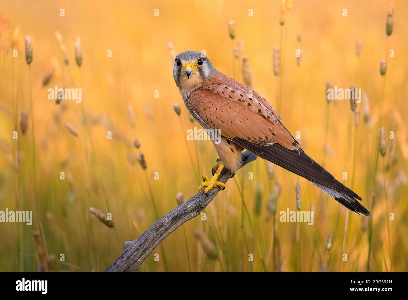 Male Common Kestrel (Falco tinnunculus) in Italy. Perched on a wooden pole in an agricultural field. Stock Photo