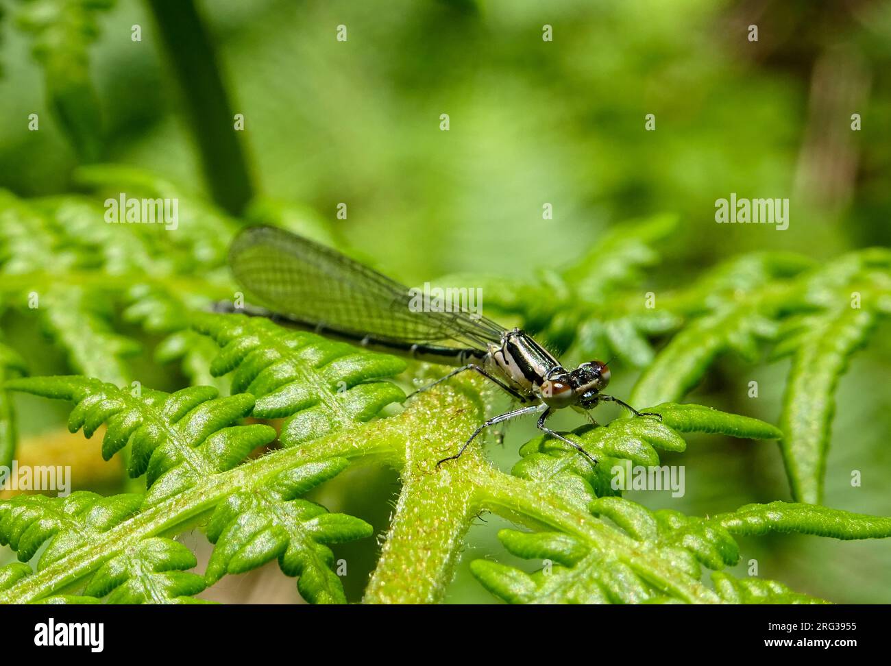 Azure damselfly (Coenagrion puella) sitting on a fern, against a green ...