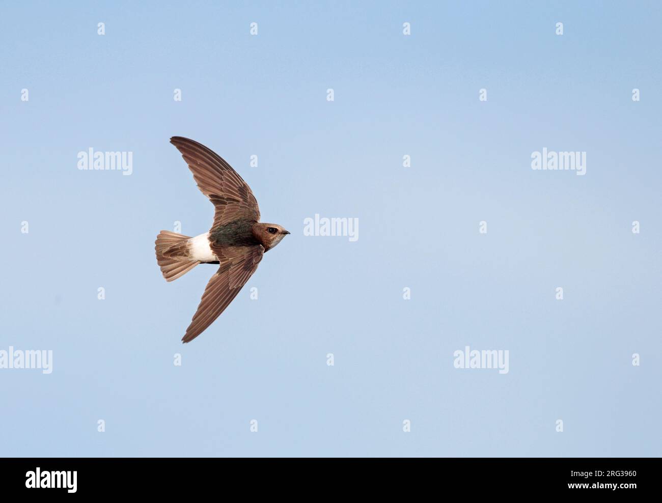 Little Swift (Apus affinis) in flight in Spain Stock Photo - Alamy